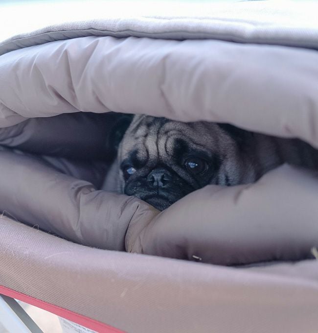 snow peak スノーピーク ドッグオフトン｜SUNDAY MOUNTAIN｜サンデー